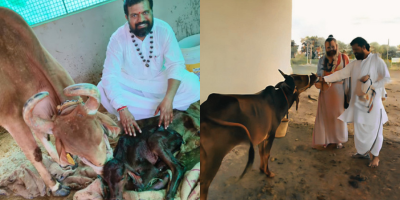 Gau Seva